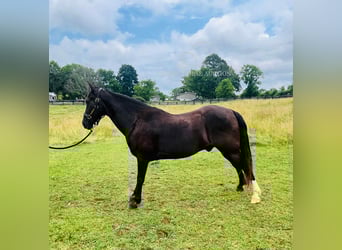 Tennessee konia, Wałach, 4 lat, 152 cm, Kara