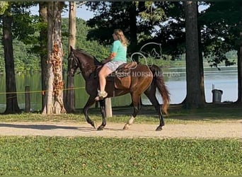 Tennessee konia, Wałach, 4 lat, 152 cm, Kara
