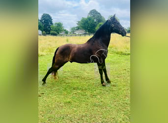 Tennessee konia, Wałach, 4 lat, 152 cm, Kara