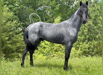 Tennessee konia, Wałach, 4 lat, 152 cm, Karodereszowata