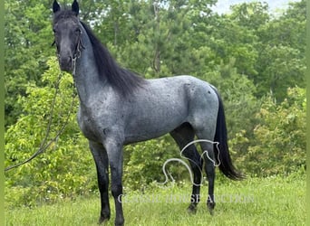 Tennessee konia, Wałach, 4 lat, 152 cm, Karodereszowata