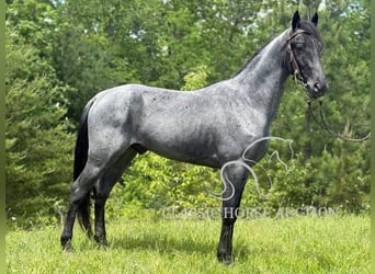 Tennessee konia, Wałach, 4 lat, 152 cm, Karodereszowata