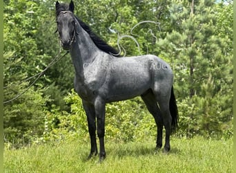 Tennessee konia, Wałach, 4 lat, 152 cm, Karodereszowata