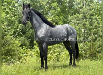 Tennessee konia, Wałach, 4 lat, 152 cm, Karodereszowata