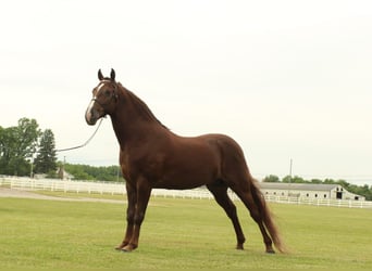 Tennessee konia, Wałach, 5 lat, 142 cm, Cisawa