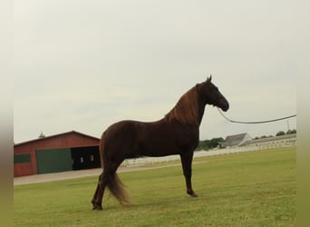 Tennessee konia, Wałach, 5 lat, 142 cm, Cisawa