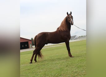 Tennessee konia, Wałach, 5 lat, 142 cm, Cisawa