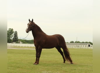 Tennessee konia, Wałach, 5 lat, 142 cm, Cisawa