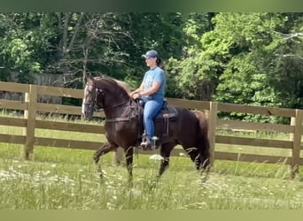 Tennessee konia, Wałach, 5 lat, 142 cm, Cisawa
