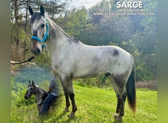 Tennessee konia, Wałach, 5 lat, 142 cm, Gniada