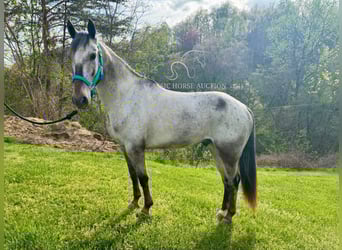 Tennessee konia, Wałach, 5 lat, 142 cm, Gniada