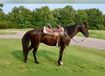 Tennessee konia, Wałach, 5 lat, 142 cm, Kara