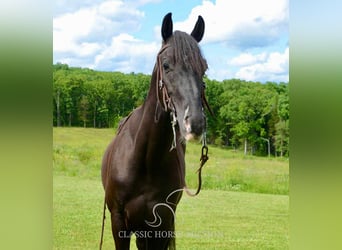Tennessee konia, Wałach, 5 lat, 142 cm, Kara