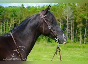 Tennessee konia, Wałach, 5 lat, 142 cm, Kara