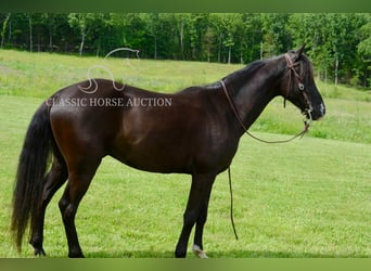 Tennessee konia, Wałach, 5 lat, 142 cm, Kara