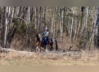 Tennessee konia, Wałach, 5 lat, 142 cm, Tobiano wszelkich maści