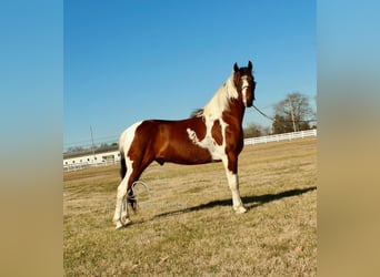Tennessee konia, Wałach, 5 lat, 142 cm, Tobiano wszelkich maści
