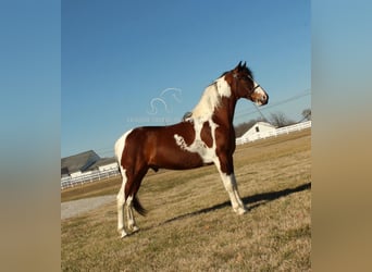 Tennessee konia, Wałach, 5 lat, 142 cm, Tobiano wszelkich maści