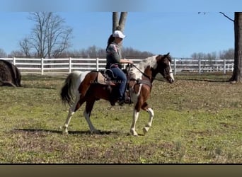 Tennessee konia, Wałach, 5 lat, 142 cm, Tobiano wszelkich maści