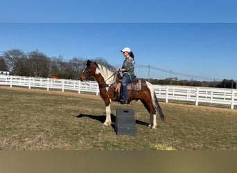 Tennessee konia, Wałach, 5 lat, 142 cm, Tobiano wszelkich maści