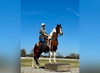 Tennessee konia, Wałach, 5 lat, 142 cm, Tobiano wszelkich maści