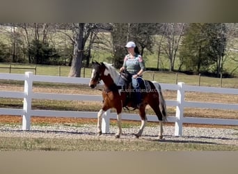 Tennessee konia, Wałach, 5 lat, 142 cm, Tobiano wszelkich maści