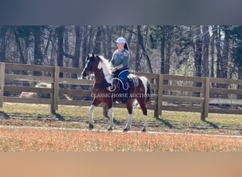 Tennessee konia, Wałach, 5 lat, 142 cm, Tobiano wszelkich maści