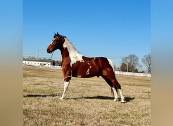 Tennessee konia, Wałach, 5 lat, 142 cm, Tobiano wszelkich maści