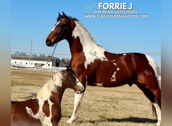 Tennessee konia, Wałach, 5 lat, 142 cm, Tobiano wszelkich maści