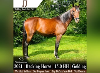 Tennessee konia, Wałach, 5 lat, 152 cm, Gniada