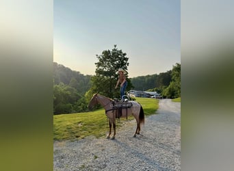 Tennessee konia, Wałach, 5 lat, 152 cm, Kasztanowatodereszowata