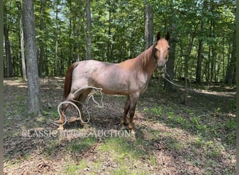 Tennessee konia, Wałach, 5 lat, 152 cm, Kasztanowatodereszowata