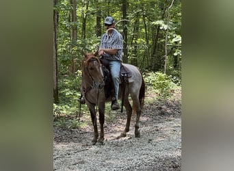 Tennessee konia, Wałach, 5 lat, 152 cm, Kasztanowatodereszowata