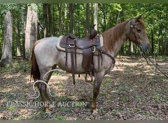 Tennessee konia, Wałach, 5 lat, 152 cm, Kasztanowatodereszowata