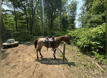 Tennessee konia, Wałach, 5 lat, 152 cm, Kasztanowatodereszowata