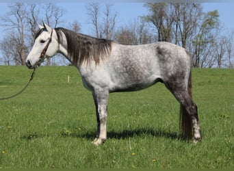 Tennessee konia, Wałach, 6 lat, 142 cm, Siwa