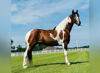 Tennessee konia, Wałach, 6 lat, 147 cm, Srokata