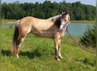 Tennessee konia, Wałach, 6 lat, 152 cm, Jelenia
