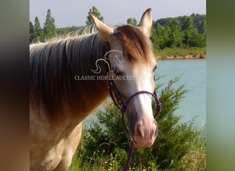 Tennessee konia, Wałach, 6 lat, 152 cm, Jelenia