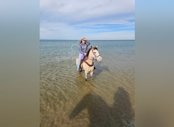 Tennessee konia, Wałach, 6 lat, 152 cm, Jelenia