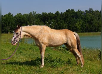 Tennessee konia, Wałach, 6 lat, 152 cm, Jelenia