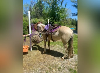 Tennessee konia, Wałach, 6 lat, 152 cm, Jelenia
