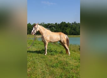 Tennessee konia, Wałach, 6 lat, 152 cm, Jelenia
