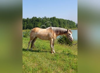 Tennessee konia, Wałach, 6 lat, 152 cm, Jelenia