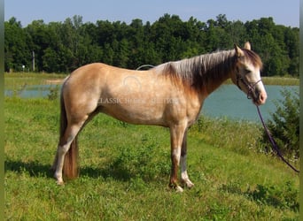 Tennessee konia, Wałach, 6 lat, 152 cm, Jelenia