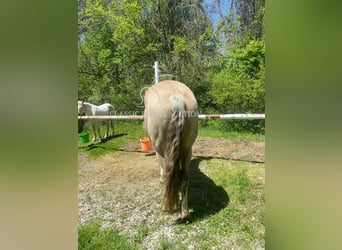 Tennessee konia, Wałach, 6 lat, 152 cm, Jelenia