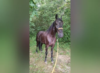 Tennessee konia, Wałach, 6 lat, 152 cm, Kara