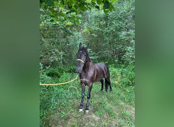 Tennessee konia, Wałach, 6 lat, 152 cm, Kara