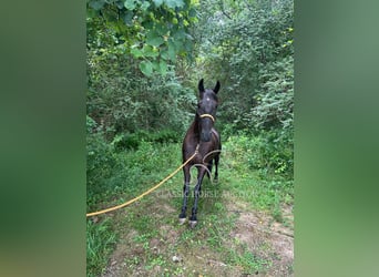 Tennessee konia, Wałach, 6 lat, 152 cm, Kara