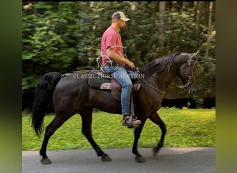Tennessee konia, Wałach, 6 lat, 152 cm, Kara